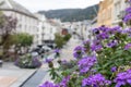 Colorful purple flowers, streets of Bergen, Norway