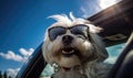 Traveling in style, this cheerful dog in sunglasses peeks from a car. Created with generative AI tools