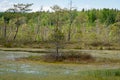 Small islet on a lake in the middle of a bog.