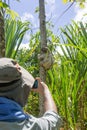 Traveller photographing a Young 3 Toed Sloth in it Royalty Free Stock Photo