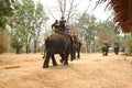 Traveller ride elephant