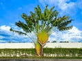 Traveller`s tree or traveller`s palm crown