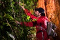 Traveller search and explore through tropical rain forest - Fieldwork