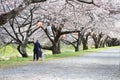 Traveller using a wheelchair travel in spring sakura blooming.