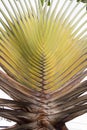 Travellers palm Royalty Free Stock Photo