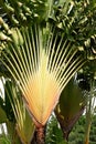 Travellers palm