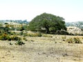 Travelling around Eritrea in summer days