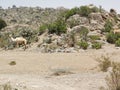 Travelling around Eritrea in summer days