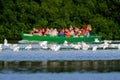 Travelling in the Caribbean. Boat with nature lovers on the river with birds. Flock of white herons flying above water surface in