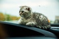 A kitten on a trip Royalty Free Stock Photo