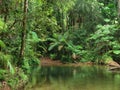 Travelling the Daintree National Park Royalty Free Stock Photo