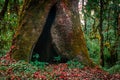 Cave in a large girth tree. Royalty Free Stock Photo