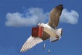 Travelling Seagull with Case Royalty Free Stock Photo