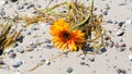 Sunflower washed ashore a sand beach