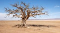 Desolation in Ethiopia: Barren Remains of a Deceased Coffee Tree
