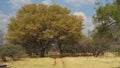 Old road to Rustenburg, Boekenhoutfontein Farm, North West, South Africa