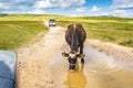 Travnik, Bosnia and Herzegovina - July, 2019. Cow drinking water of puddle on the mud road near Paljenik in the Vlasic mountain, B Royalty Free Stock Photo