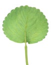 Trawberry leaf Royalty Free Stock Photo