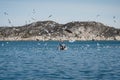Trawler returning to port and seagulls that accompany him. Small fishing boat in Greenland with mountains and ocean. Royalty Free Stock Photo