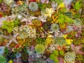 Tray of Assorted Colorful Succulents