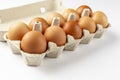 A tray of brown fresh hens eggs on white background. Eco-friendly egg production. Baking ingredients. Organic chicken eggs - fresh Royalty Free Stock Photo