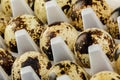 Tray of delicious Quail Eggs isolated with copy space Royalty Free Stock Photo