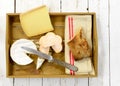 Tray different french cheeses with bread Royalty Free Stock Photo