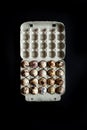 Tray Of Farm Quail Eggs. Black Background. Royalty Free Stock Photo