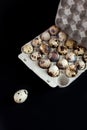 Tray Of Farm Quail Eggs. Black Background. Royalty Free Stock Photo