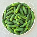 Tray with fresh green cucumbers