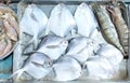 A tray of fresh pomfret and pron fish ready for cooking. Royalty Free Stock Photo