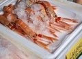 Tray of fresh Scottish langustines Nephrops norvegicus Royalty Free Stock Photo