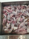 Tray of fresh squid loligo