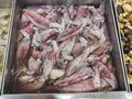Tray of fresh squid loligo