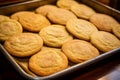 A tray of freshly baked snickerdoodle cookies