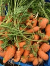 Organic carrots Royalty Free Stock Photo
