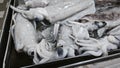 a tray full of loligo forbesii squid. Royalty Free Stock Photo