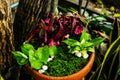 tray garden and many colored leaves . such as pink, green,red and white