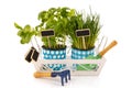 Tray kitchen herbs Royalty Free Stock Photo