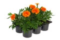 Tray orange Marigolds Royalty Free Stock Photo