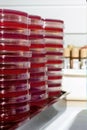 Tray of petri dishes Royalty Free Stock Photo