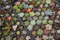 Tray of variety of propagating succulents by cuttings in the greenhouse garden