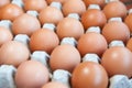 Tray of raw eggs Royalty Free Stock Photo