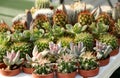 Tray of small potted cacti