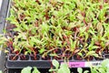 A tray of swiss chard microgreens sprouting Royalty Free Stock Photo