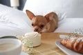 Tray with tasty breakfast and cute Chihuahua dog on bed in room. Pet friendly hotel Royalty Free Stock Photo