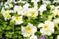 Tray of white flowering petunias