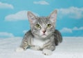 Tray and white tabby kitten on white blanket Royalty Free Stock Photo