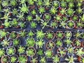 Trays full of small succulent plants