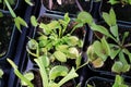 Trays full of Venus Fly Trap plants in tiny pots Royalty Free Stock Photo
